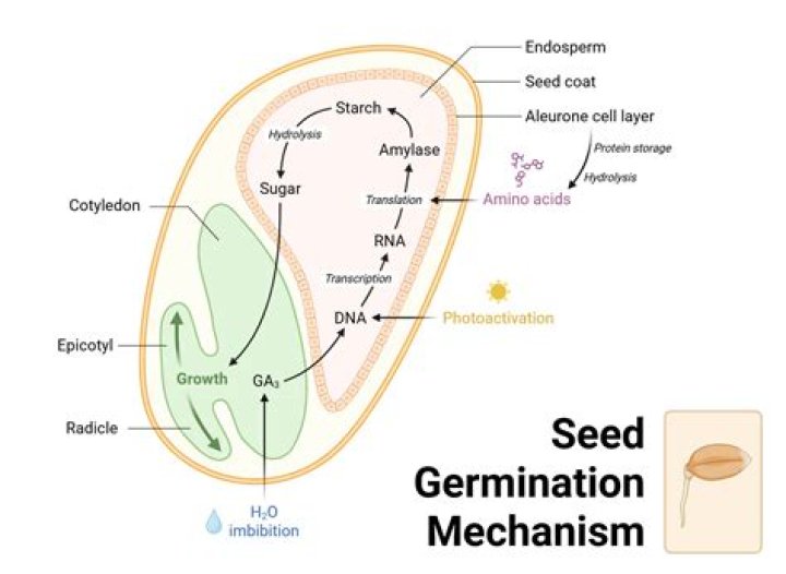 How do you germinate CBD seeds