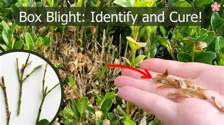 How do you get box blight