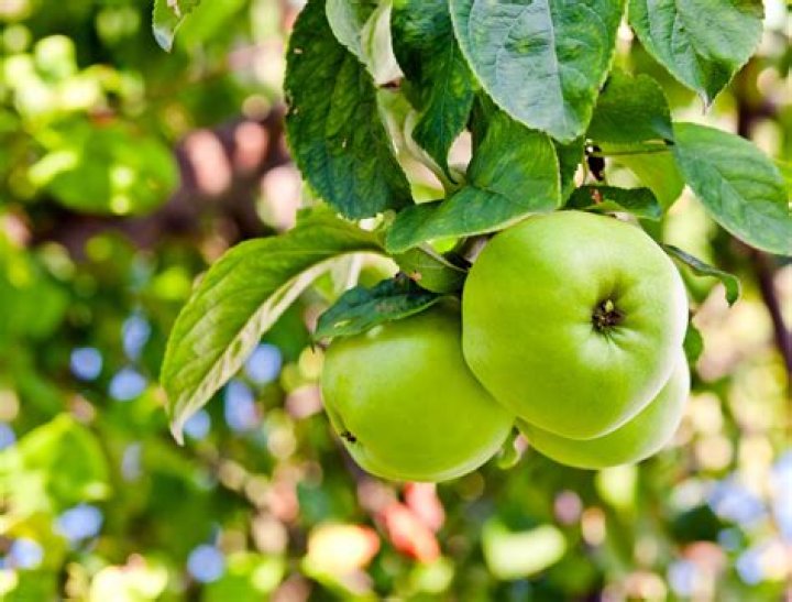How do you grow a green apple tree
