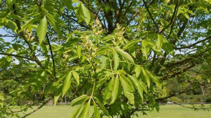 How do you grow a red buckeye tree