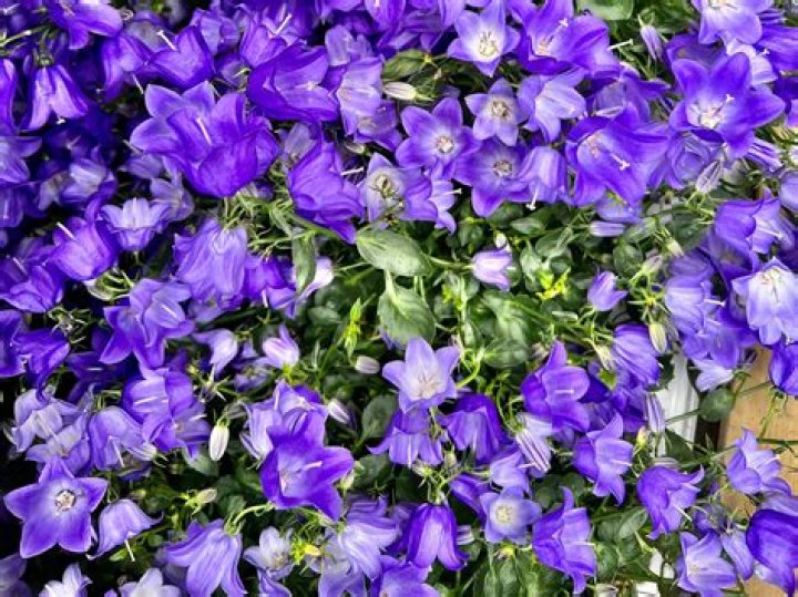 How do you grow Campanula Carpatica
