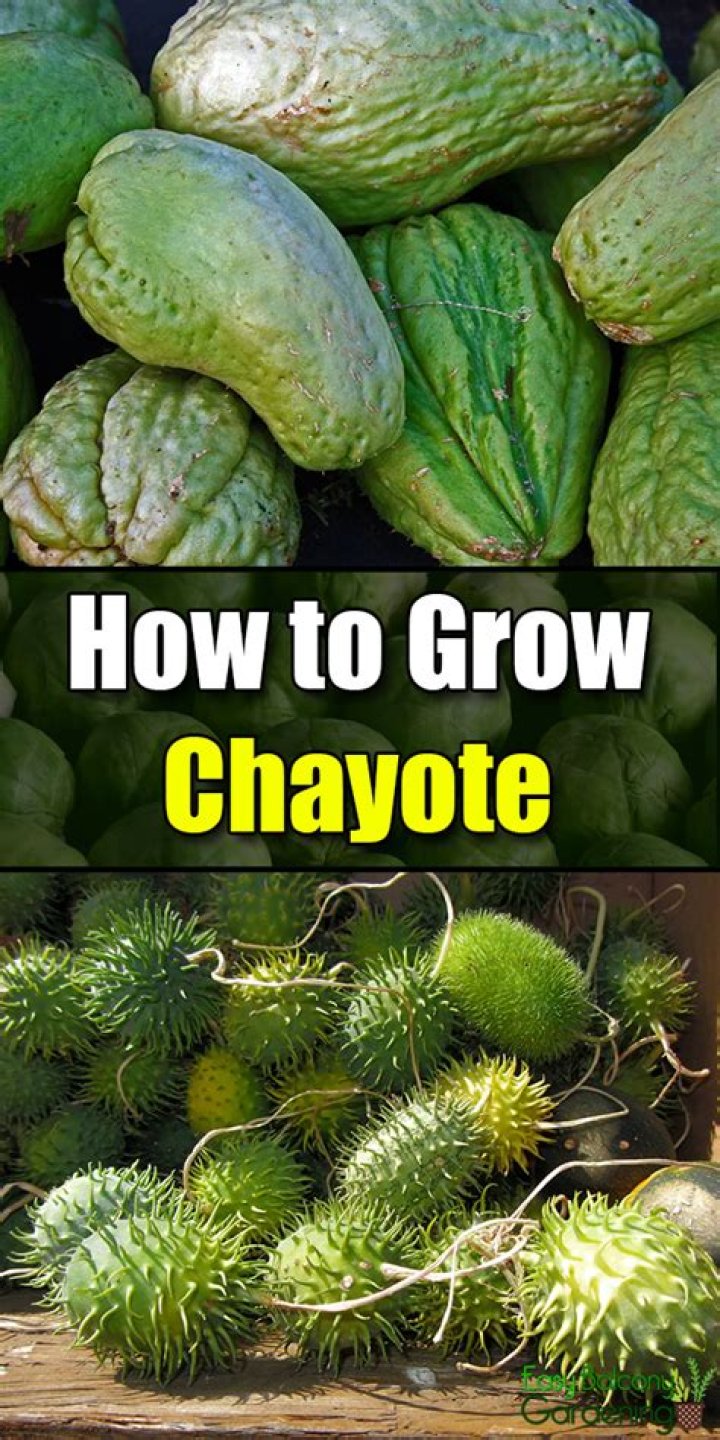 How do you grow chayote
