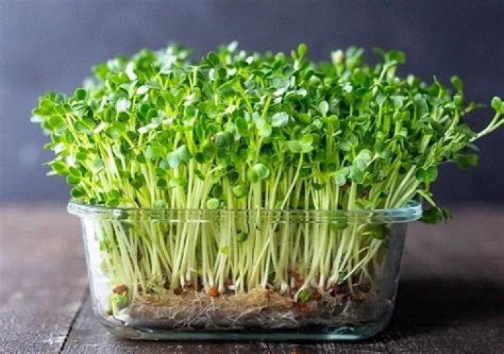 How do you grow chia grass