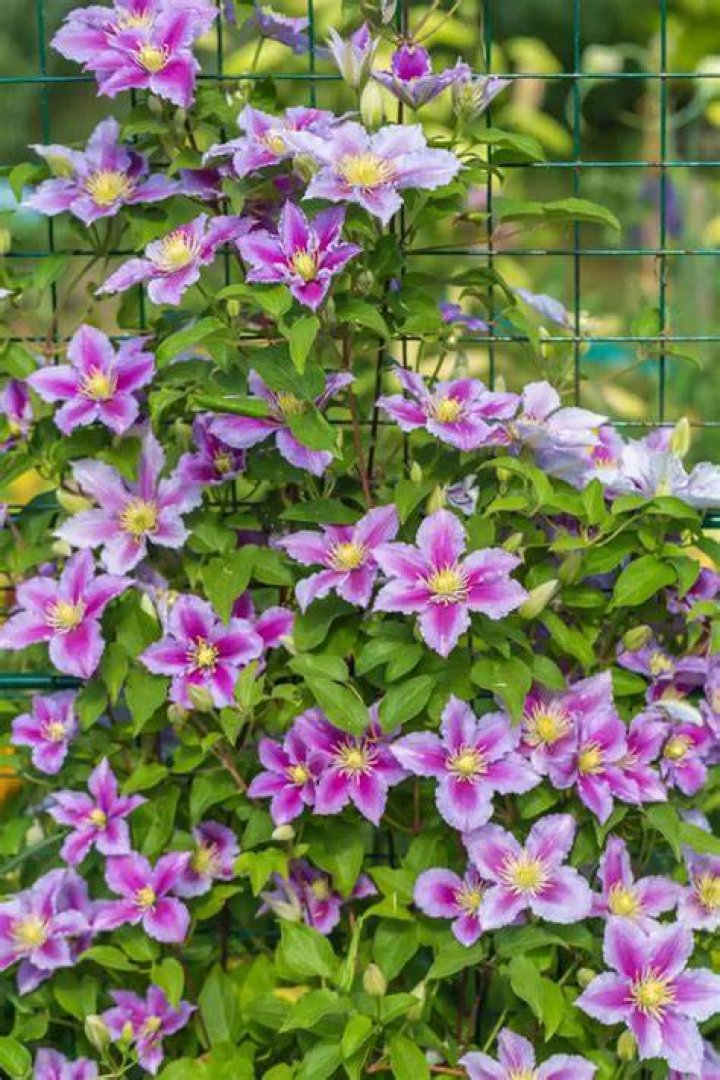 How do you grow clematis vines