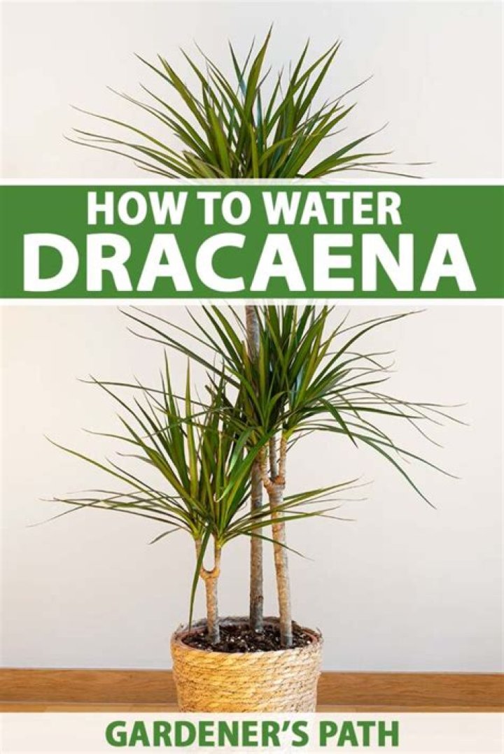 How do you grow dracaena Reflexa