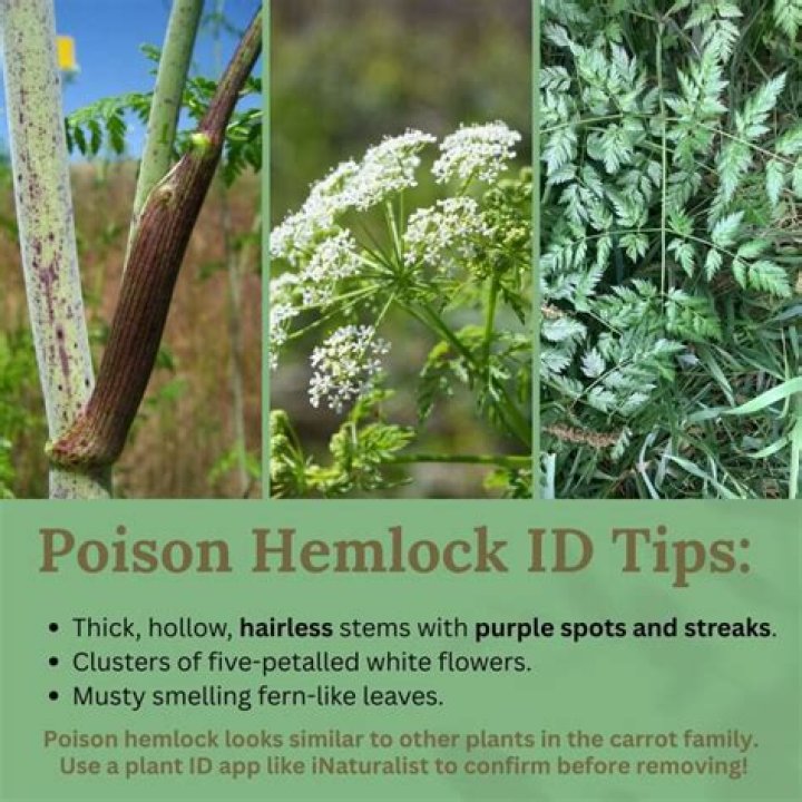 How do you grow eastern hemlock from seed