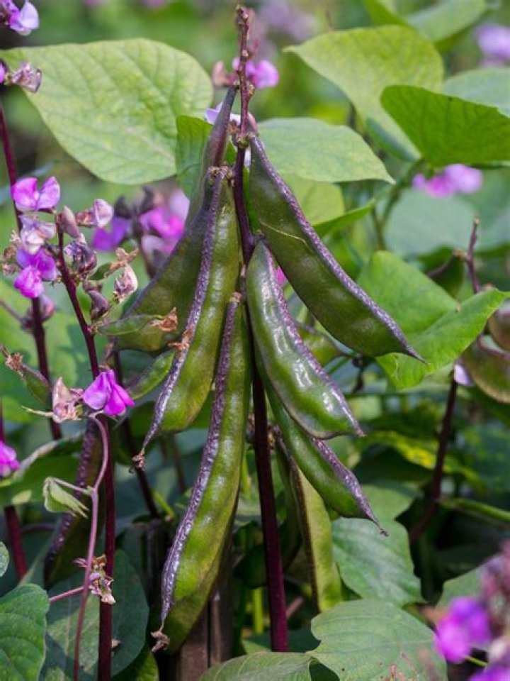 How do you grow hyacinth beans