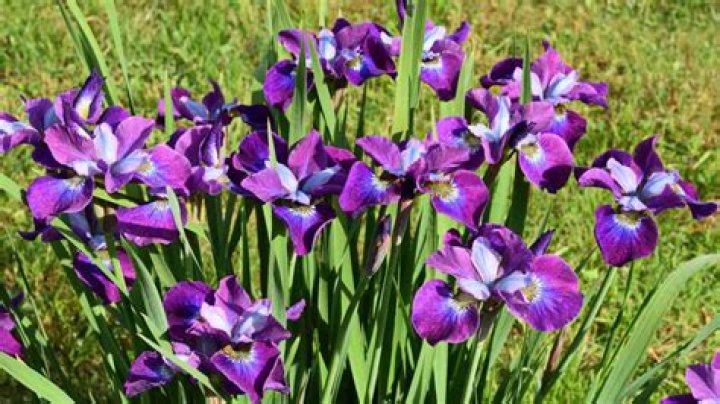 How do you grow iris Ensata