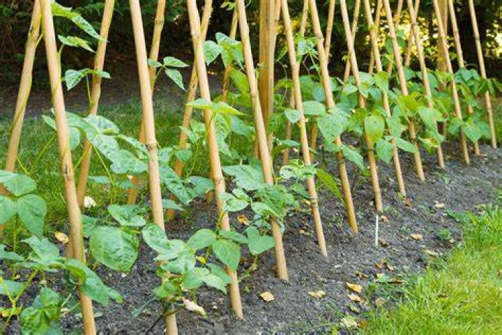 How do you grow runner beans from canes