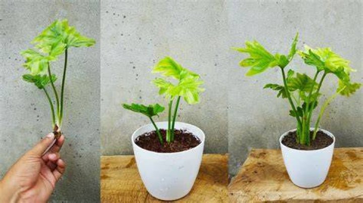 How do you grow Selloum