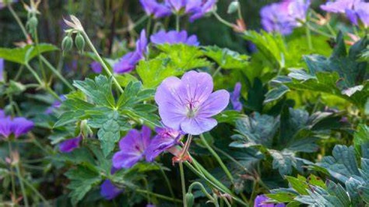 How do you grow wild geraniums