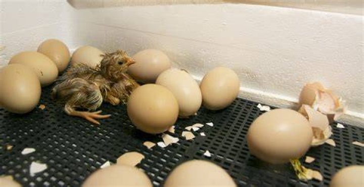 How do you hatch pheasant eggs in incubator