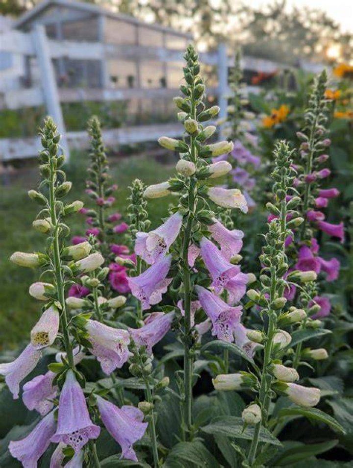 How do you identify a foxglove