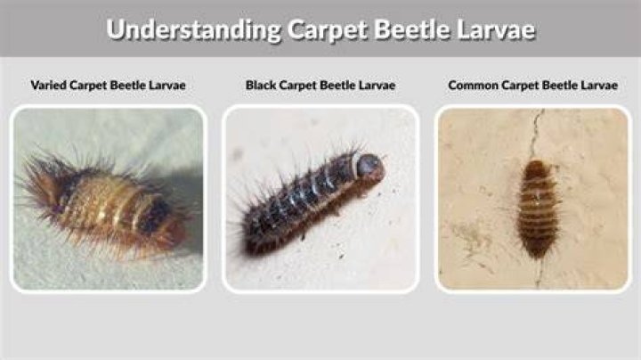 How do you identify a larvae beetle