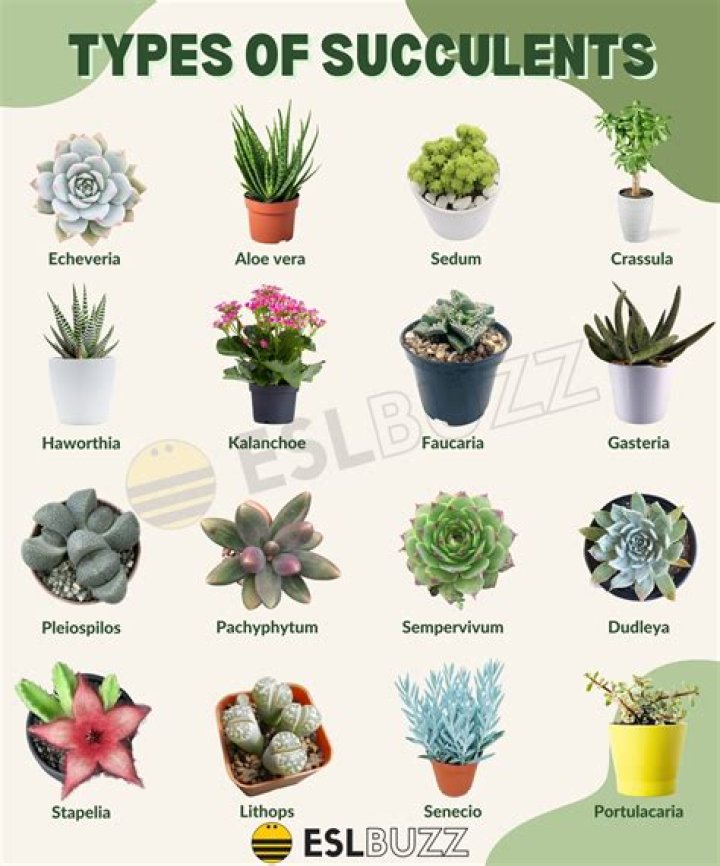 How do you identify a succulent