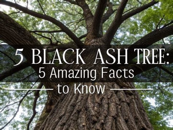 How do you identify black ash trees