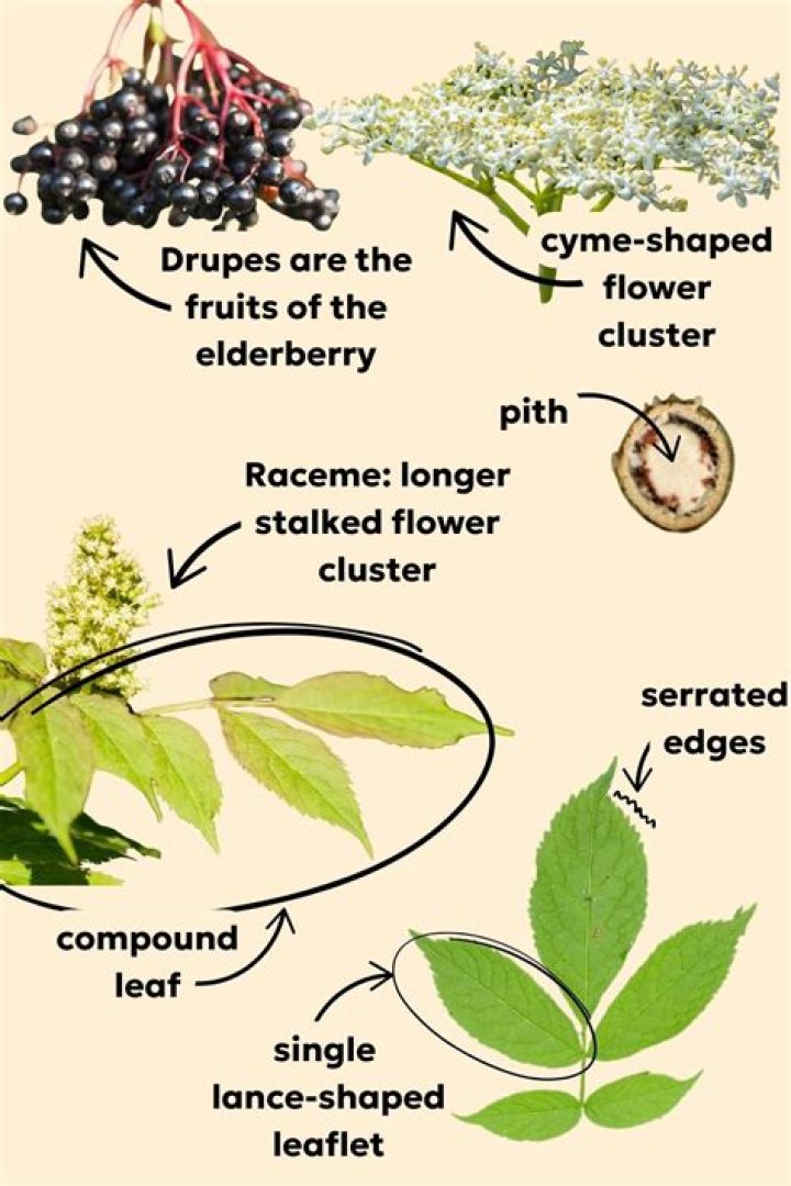 How do you identify black ash