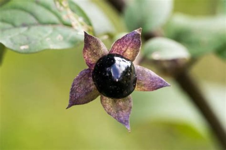 How do you identify black nightshade