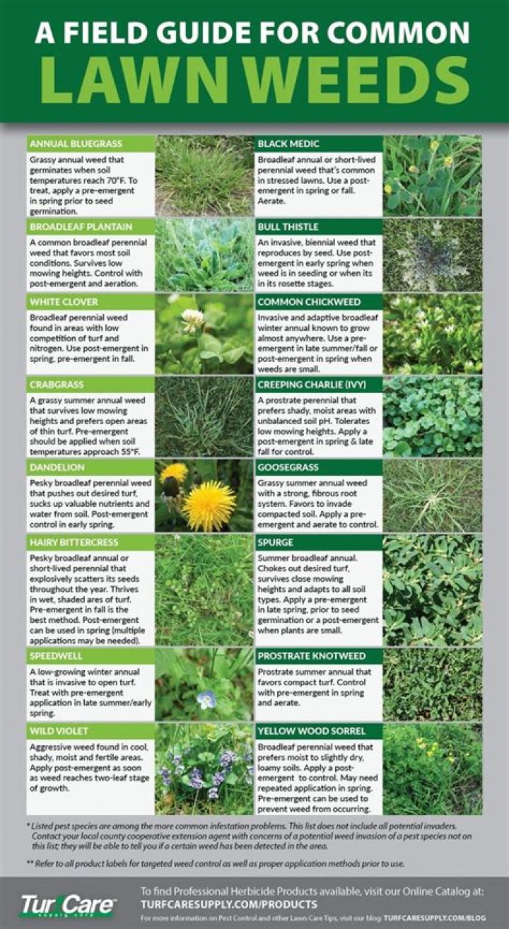 How do you identify lawn weeds