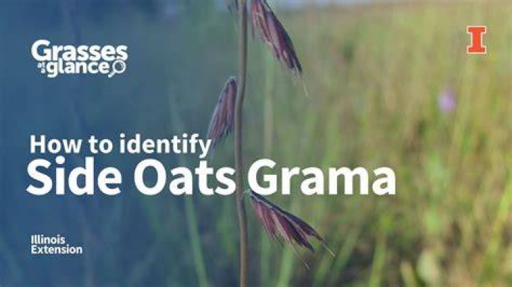 How do you identify oats