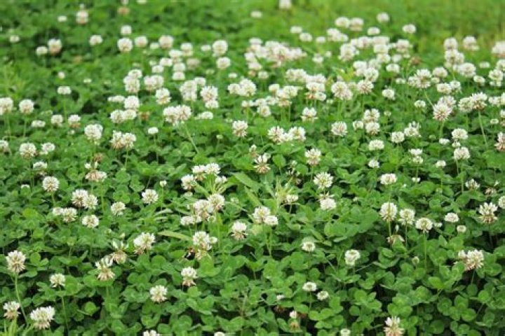 How do you identify white clover
