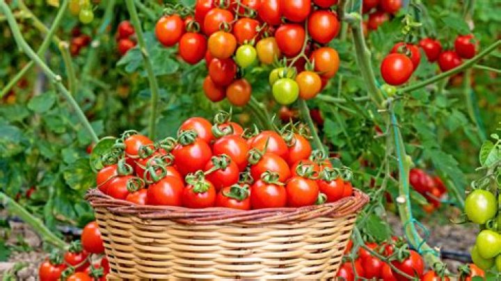 How do you increase tomato harvest