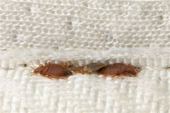 How do you keep bed bugs from going into other rooms