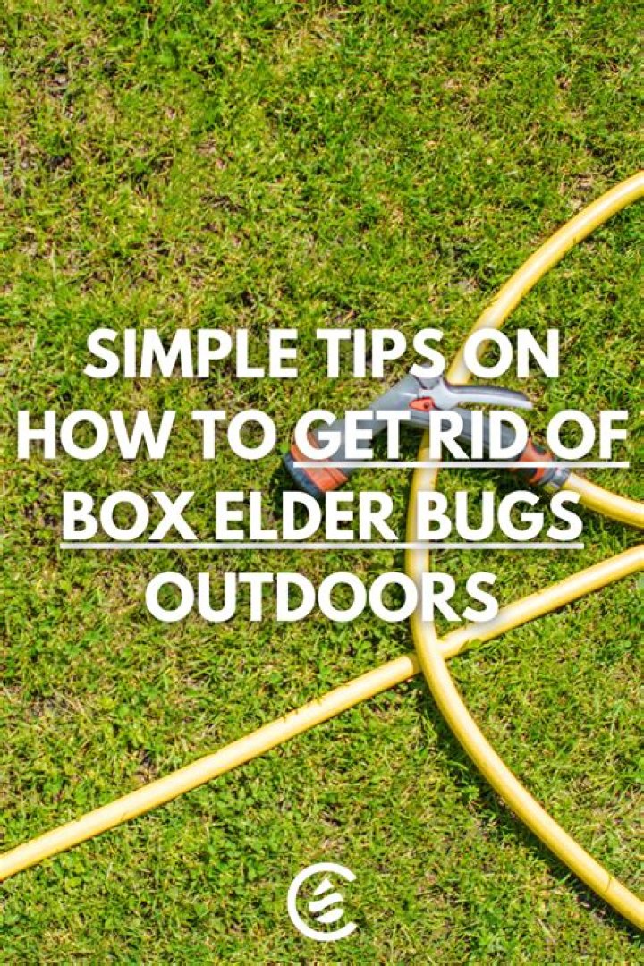 How do you keep box elder bugs away