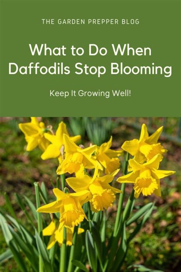How do you keep daffodils blooming