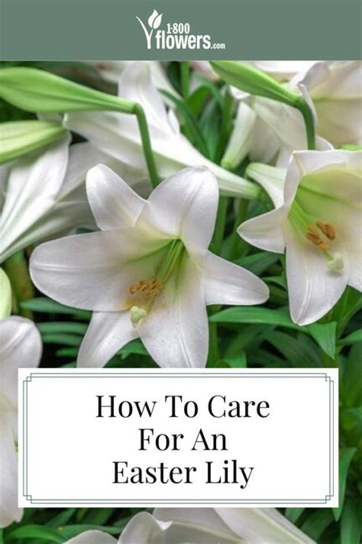 How do you keep Easter lilies blooming