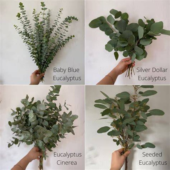 How do you keep silver dollar eucalyptus fresh