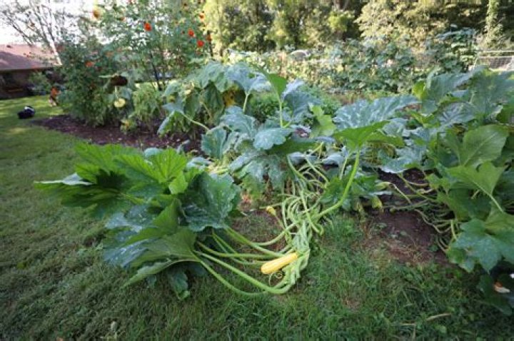 How do you keep squash from cross pollinating