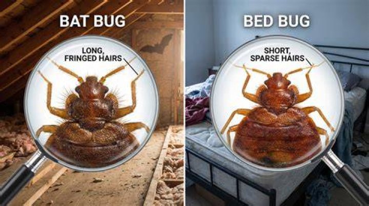 How do you kill bat bugs