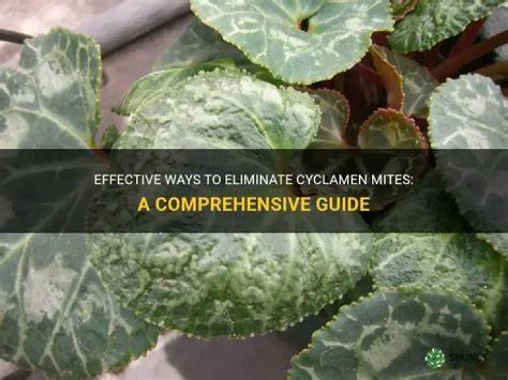 How do you kill cyclamen mites