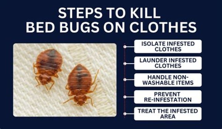 How do you kill mold bugs
