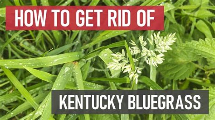 How do you kill Roughstalk in bluegrass