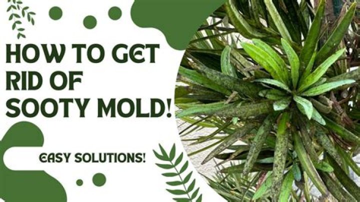 How do you kill sooty mold on plants