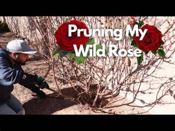 How do you kill wild rose bushes