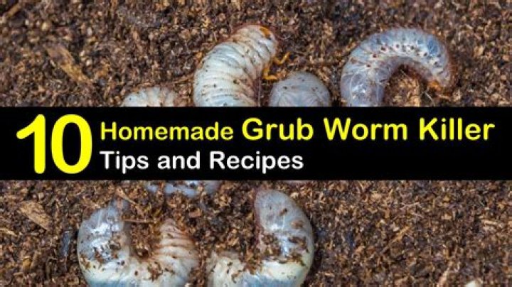 How do you kill worm mites
