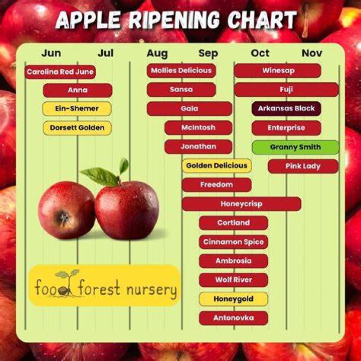 How do you know when a Jonathan apple is ripe
