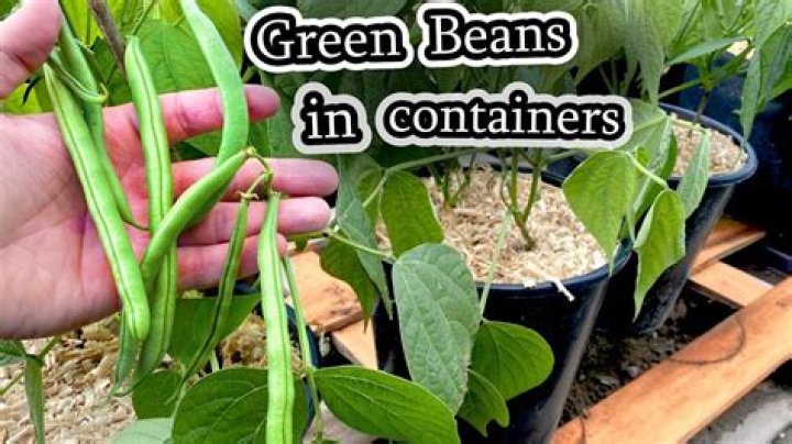 How do you know when Bush beans are done