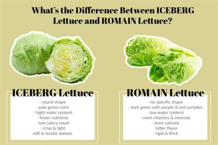 How do you know when iceberg lettuce is ready