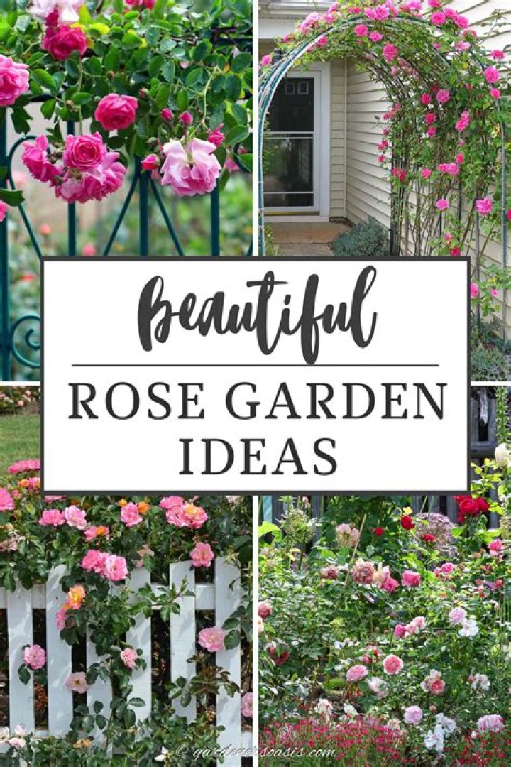 How do you layout a rose garden