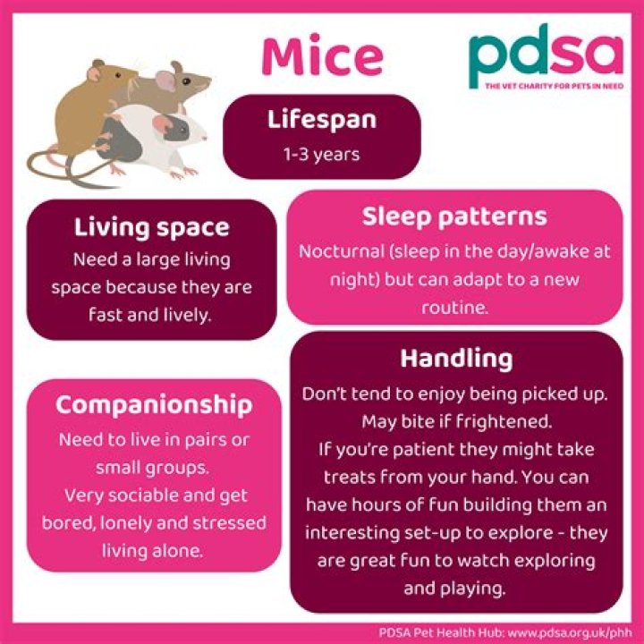 How do you look after a pet mouse