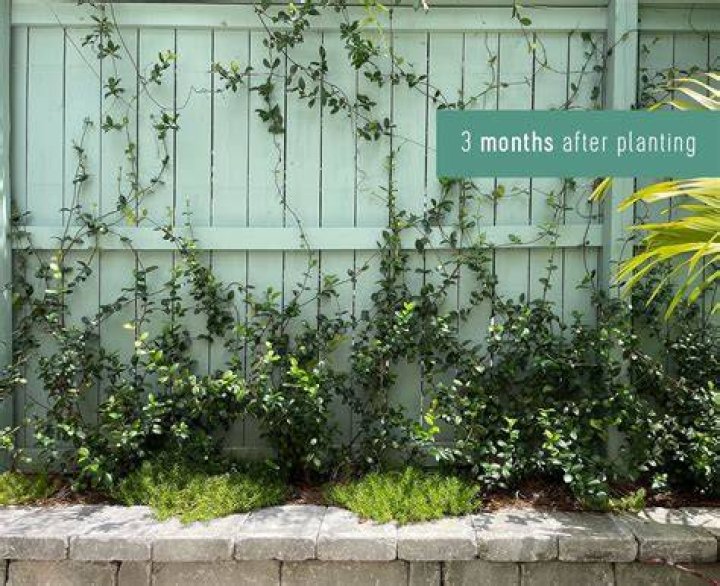 How do you look after winter jasmine