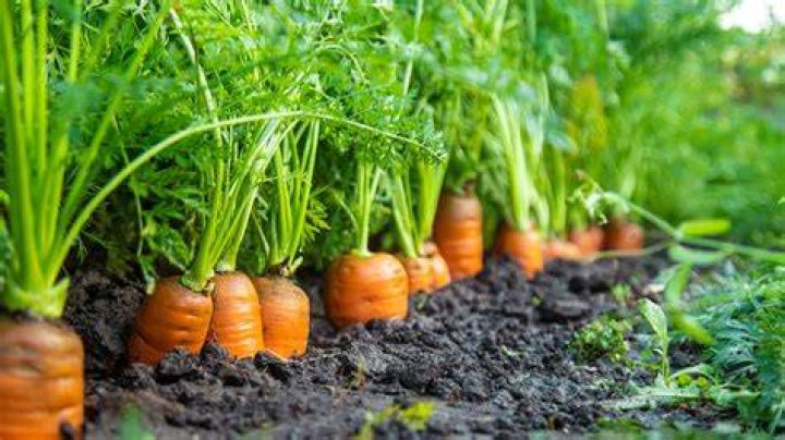 How do you maintain carrots