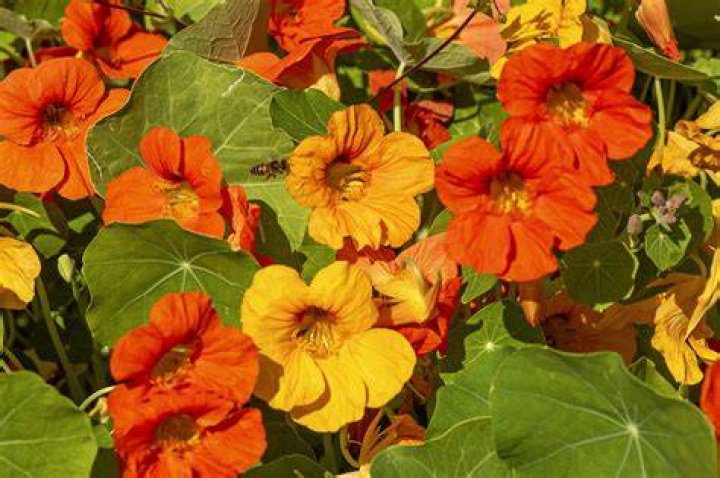 How do you maintain nasturtiums