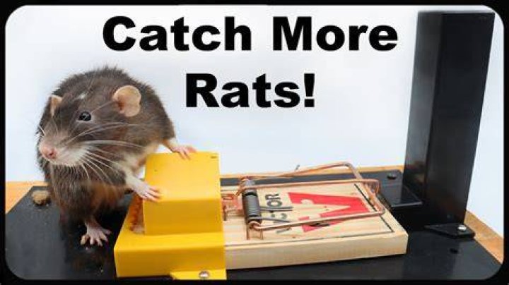 How do you make a rat trap kill