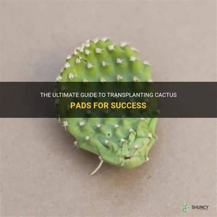 How do you make cactus pads