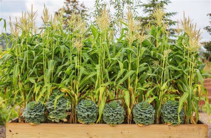 How do you make corn dolls